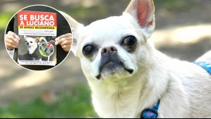 Perdió a su perro y no se lo quieren devolver: ¿Qué dice la ley?