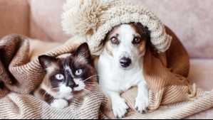 No basta con abrigarlos: 5 consejos esenciales para que tu mascota pase un buen invierno y evite el 'estrés térmico'