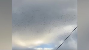 Video muestra increíble bandada de loros en Puerto Varas