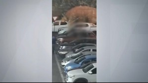Estudiantes de instituto graban momento en que hombre es apuñalado en un estacionamiento en Huechuraba