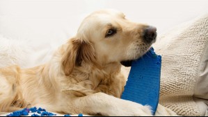 ¿Se altera cuando va a pasear? El sencillo y tierno truco para disminuir la ansiedad de tu perro