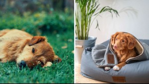 ¿Dentro o fuera de la casa? Expertos aclaran dónde deben dormir los perros