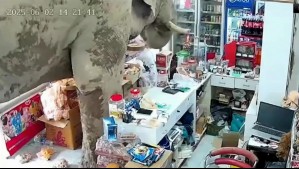 Video muestra a elefante 'asaltando' supermercado en Tailanda: Sacó comida de los estantes
