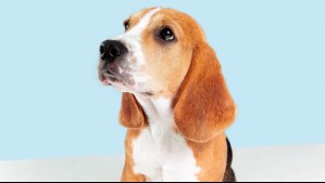 Las 5 razas de perro más fieles y leales del mundo
