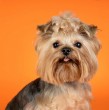 Conoce las características, personalidad, esperanza de vida y origen del yorkshire terrier, una de las razas más populares y queridas en el mundo. Revisa los detalles en esta nota.