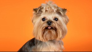 Yorkshire terrier: Esperanza de vida, peso, personalidad y origen de la raza