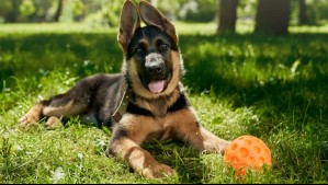 Las 5 razas de perros más juguetonas del mundo