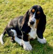 ¿Quieres un perro tranquilo y dormilón? Descubre las 4 razas de perros que más duermen al día, lo que no significa que no tegan energía cuando están despiertos.
