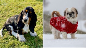 Perros dormilones: Las 4 razas de canes que más horas duermen al día