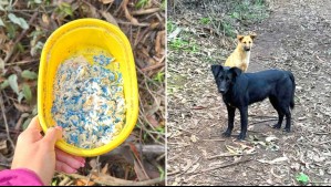 Denuncian ataque a perros abandonados usando veneno para caracoles en Hualpén: Habría al menos uno muerto