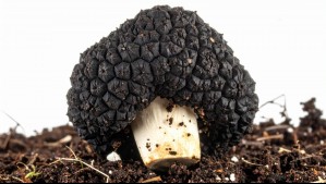 El valioso 'oro negro' que se cultiva en Chile: Conoce sus beneficios y dónde se produce