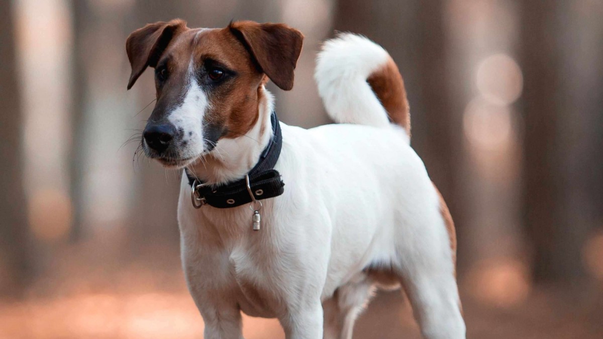 Fox terrier de pelo liso: Esperanza de vida, peso, origen y personalidad de esta raza