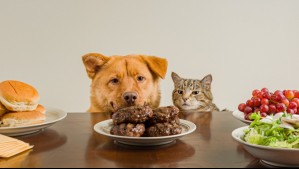 Podrían intoxicarse: Los 9 alimentos que tus perros y gatos no deberían comer