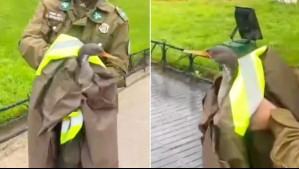 Carabineras rescatan a pato herido que merodeaba en el Reloj de Flores de Viña del Mar