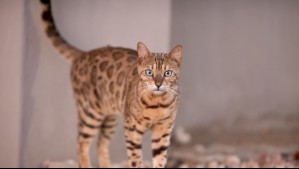 ¿Tienes gato? Así puedes saber cómo se siente según la posición de su cola