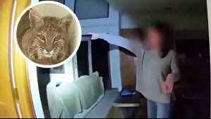 No estaba mirando películas: Familia encuentra un lince rojo al lado de su televisor en Estados Unidos