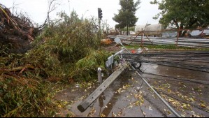 Riesgo para personas y tendido eléctrico: Experta alerta sobre preocupante estado del arbolado urbano en región de Valparaíso