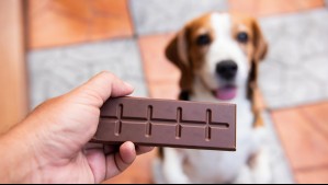¿Qué pasa si un perro come chocolate? Veterinario explica los riesgos de este alimento para los canes