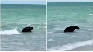 '¡Mamá, corre!': Familia se llevó un susto al encontrarse con un oso bañándose en una playa en Florida