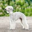 Descubre las 9 razas de perros más raras del mundo. Conoce sus características únicas, origen y por qué son tan difíciles de encontrar. ¡Haz clic para aprender más sobre estos caninos excepcionales!