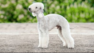 Uno tiene 'doble nariz': Las 9 razas de perros más raras del mundo