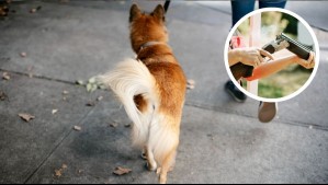 Conocido médico es formalizado por maltrato animal: Lo acusan de disparar con escopeta y matar a perro en Calama