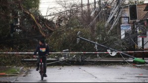 Se esperan rachas de viento de hasta 70 km/h en Santiago: ¿Cómo identificar un árbol que está por caer?