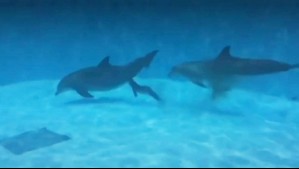 Captan impresionante nacimiento de un delfín en zoológico de Estados Unidos