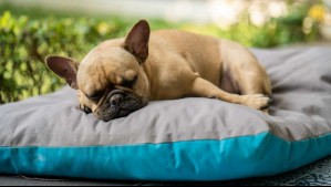 Este es el lugar donde deben dormir los perros, según un experto