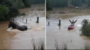 Con un hombre en kayak guiándolos: Video muestra rescate a caballos tras el temporal en la zona sur