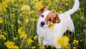 Las 5 plantas comunes que pueden ser peligrosas para tus mascotas