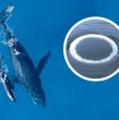 Las ballenas han sido durante siglos símbolos de sabiduría, fuerza, sanación emocional e intuición profunda. Investigadores del Instituto SETI y la Universidad de California descubrieron que podrían comunicarse con nosotros.