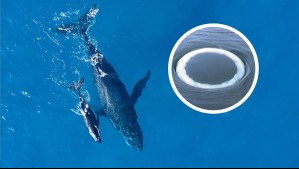 Científicos detectan misterioso comportamiento en ballenas jorobadas: Estarían intentando comunicarse con humanos