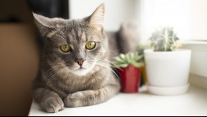 ¿Tu gato ya no salta como antes? Las señales que alertarían problemas en sus articulaciones