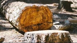 Trabajador muere aplastado por un árbol mientras talaba en Ancud: Investigan responsabilidad de empresa