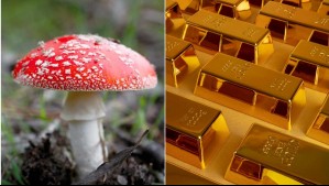 El hongo que sirve para fabricar oro y que podrías cultivar en tu casa