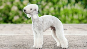Uno tiene 'doble nariz': Estas son las 9 razas de perros más raras del mundo