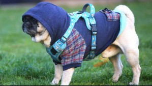 ¡A abrigarse! El otoño se despide con temperaturas bajo 0°C: Revisa el pronóstico del tiempo para este jueves 19 de junio