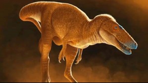 Príncipe dragón: Descubren al antepasado más cercano del tiranosaurio rex gracias a fósil en museo