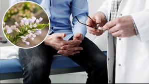 Científicos descubren que este arbusto sudamericano podría combatir el cáncer de próstata