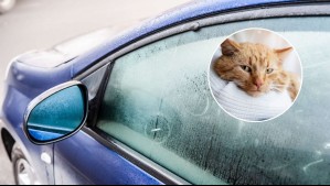 ¿Tienes un gato? Este ingenioso truco te ayudará a evitar los vidrios empañados en tu auto