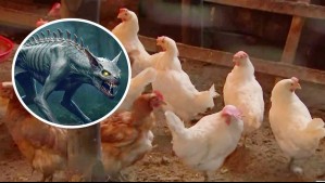 ¿Volvió el Chupacabras? Terror por misteriosa muerte de decenas de aves en San Fabián de Alico
