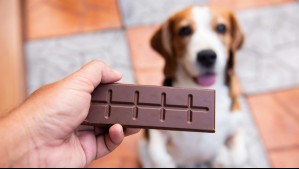 ¿Por qué los perros no deben comer chocolate?