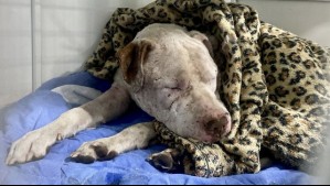 'Está muy dañado': Rescatan a perro que fue brutalmente apuñalado tras perder pelea con otro can