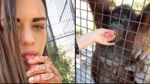 Indignación por joven rusa que hizo fumar con un vaporizador a orangután en peligro de extinción en zoológico