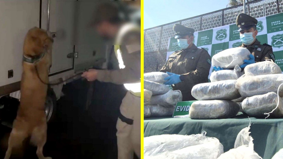 Encuentran más de 700 kilos de droga dentro de camión en Antofagasta: Está avaluada en $1.400 millones