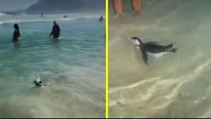 Bañistas sorprendidos: Pingüino de Magallanes apareció en playa de Río de Janeiro