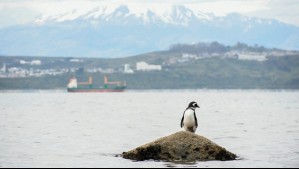 ¿Cómo llegó un pingüino de Magallanes a una playa de Río de Janeiro?