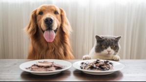Evita riesgos: Los 9 alimentos que pueden intoxicar a tus perros y gatos