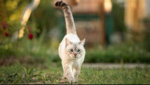 ¿Quieres saber cómo se siente tu gato? Observa la posición de su cola